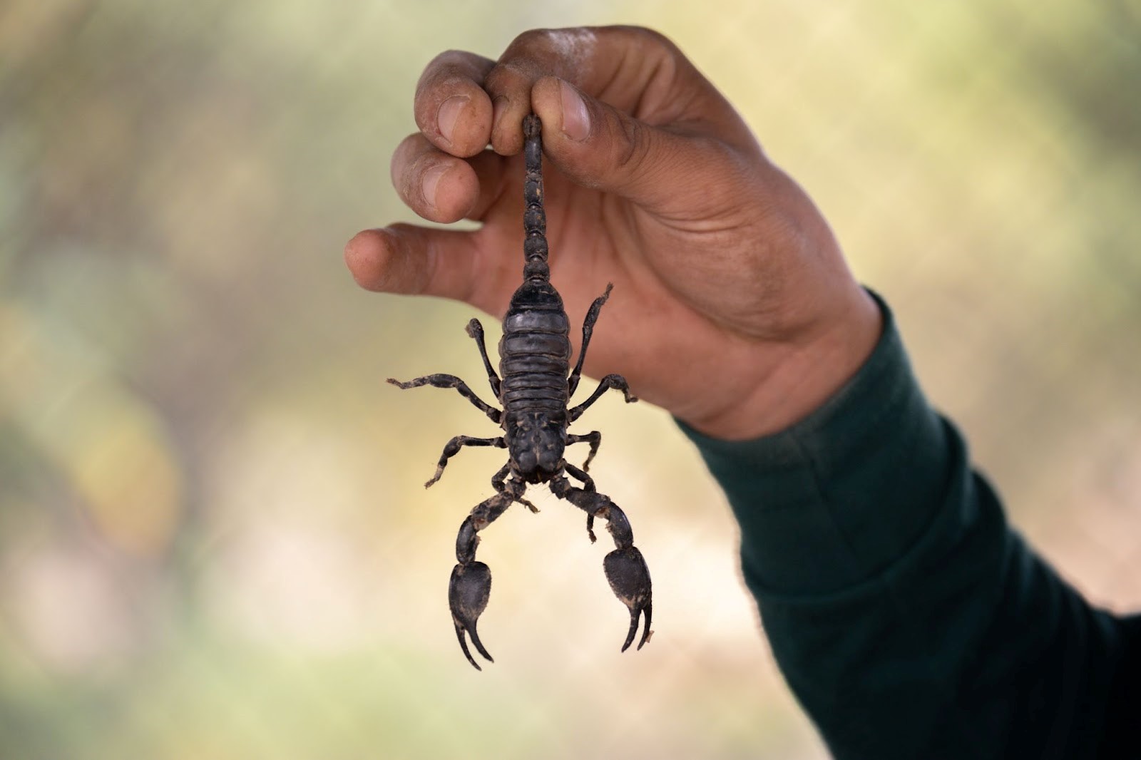 Scorpion repellent best sale